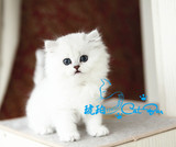【琥珀】金吉拉猫 波斯猫 银色渐层猫猫咪dd公宠物（出）