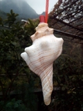 包邮 天然海螺贝壳超大海螺号 响螺号海螺贝壳工艺品创意儿童玩具