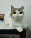 宠物猫咪/成猫/纯种棕虎斑梵花加菲猫MM（种母）