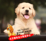 赛级 纯种金毛犬 家养幼犬 寻回猎犬 导盲犬出售 宠物狗可送货
