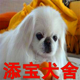 出售纯种京巴犬/北京狗/活体宠物狗狗北京犬幼犬/家庭犬小型犬39