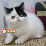 【萌猫舍】宠物活体 异国短毛猫加菲猫波斯猫 牛奶弟弟（到新家）