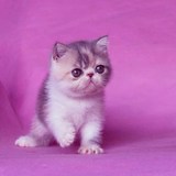 家养出售－加菲猫 异国短毛猫 高白加菲猫 加菲猫 宠物 纯种