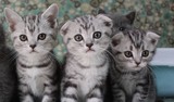 名猫馆苏格兰银虎斑大头折耳猫 幼猫 折耳种公对外配种