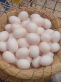 农村 鸽子蛋新鲜 30枚 农家五谷杂粮散养 天然营养白草鸽蛋月子蛋