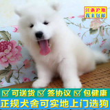 上海纯种萨摩耶犬 幼犬出售 白色魔法系宠物狗狗 家养健康 可送货