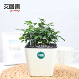 艾居青九里香驱蚊虫绿植盆栽办公室内桌面绿色植物去甲醛植物含盆