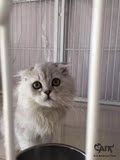 名贵活体宠物猫 金吉拉 CFA纯种血统 白色 幼猫 公DD