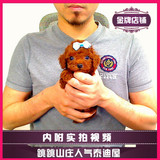 【跳跳山庄】纯种玩具泰迪幼犬/茶杯泰迪熊犬/宠物犬支持支付宝