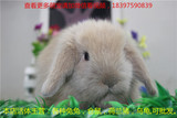 纯种宠物兔垂耳兔活体宝宝小白兔熊猫兔狮子兔道奇侏儒已注入疫苗