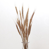 真麦穗天然麦子田园植物艺术干花小麦稻穗大麦拍摄道具永生花假花