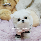 韩系可爱大眼睛马尔济斯幼犬包邮小型宠物 宠物狗出售▲赛威名犬