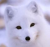 2015年度宠物狐狸   预定款  活体狐狸宠物狐狸