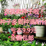 【天天特价】20包分装花卉种子四季易种薰衣草含羞草套餐秘密花园