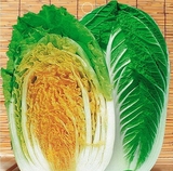 秋播黄金大白菜种子 蔬菜瓜果种子 黄芽菜种子 适合制韩国泡菜