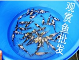 批发观赏鱼日本纯种白写锦鲤鱼苗精选黑白锦鲤活体包活