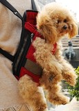 狗包狗狗背包 宠物袋鼠包胸前包 便携式箱包旅行包猫包外出双肩包