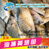 生鲜野生黄翅鱼海钓海捕黄赤鱼黄鳍鲷新鲜水产海鲜500克2-3条