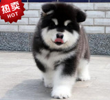 出售巨型纯种阿拉斯加犬 赛级阿拉斯加雪橇犬十字桃子脸宠物狗狗K