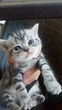美短银虎斑8只 出生一个月的小奶猫 仅限北京同城