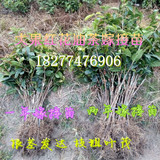 高产大果红花油茶嫁接苗50-80cm成活率高茶油籽树苗广西优质油茶