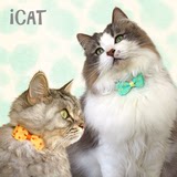 日本制造 iCat 猫咪安全项圈 糖果波纹 100%纯棉 成猫/幼猫