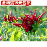 天津种业-日本天鹰椒种子-朝天椒 辣椒种子尖椒-蔬菜种子 辣味强
