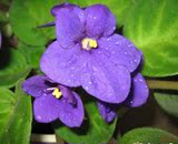 批发草花种子香紫罗兰种子 紫罗兰种子 非洲紫罗兰