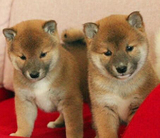 纯种日本柴犬幼犬出售 正宗家养短毛温顺日本柴犬转让宠物狗公母