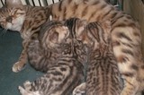 %上海本地猫舍%顽皮银豹妹妹 孟加拉豹猫 短毛猫 宠物豹猫
