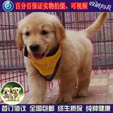 金毛犬幼犬出售金毛幼犬纯种宠物狗活体金毛黄金猎犬赛级包邮w02
