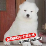 出售萨摩耶犬幼犬 纯种血统赛级家养白魔法萨摩幼犬宠物狗 可送货