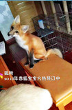 狐所 特价包邮 宠物狐狸活体 雪狐白狐红狐赤狐熊猫狐蓝狐 预订中
