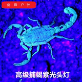 紫光专用照抓捕蝎子捉豆虫双光源头灯 蓝光钓鱼充电变焦荧光灯LED