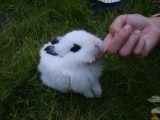 迷你公主兔子活体 熊猫兔子 小白兔黑兔活体宠物 包活