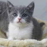 纯种猫  蓝猫 宠物猫 短毛猫 英短 活体 立耳 英国短《售罄展示》