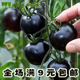 黑珍珠番茄  西红柿籽 蔬菜种子春季种庭院阳台种菜家庭盆栽水果