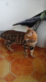 宠物猫咪 纯种猫孟加拉豹猫 大玫瑰纹 DD/MM