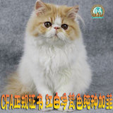 CFA猫舍 纯种加菲猫 正规血统证书 红梵净梵异国长毛猫波斯免疫全