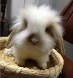 纯种荷兰垂耳兔 折耳兔宠物兔活体 垂耳兔宝宝包子脸黄白花色兔兔