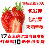 盆栽草莓苗四季播易种水果种子蔬菜阳台花卉庭院草莓种籽2元500粒