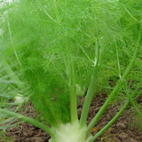 蔬菜种子 常丰新割茬茴香 香料种子盆栽蔬菜种子观叶植物