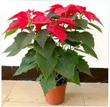 室内观叶植物 圣诞花卉盆栽 又称一品红圣诞红 适合圣诞节 包邮