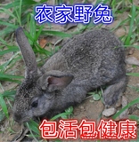 两只包邮宠物兔小迷你兔子活体花兔公主兔小白兔包活健康打疫苗