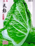 蔬菜种子彩袋四川特产天彭大白菜种子5克上千粒