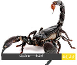 特惠包邮特价非洲帝王蝎宠物蝎子真帝王蝎全长14-16cm