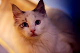 CFA注册美国布偶猫 蓝山猫双色布偶猫dd 活体猫咪