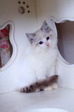 cfa注册美貌赛级 海豹山猫双色小公主 布偶猫ragdoll