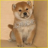 纯种日本柴犬幼犬狗狗出售 秋田犬日本柴犬均有可上门挑选CQ1