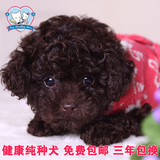 韩国血统巧克力玩具泰迪幼犬出售狗狗 咖啡灰色贵宾犬茶杯犬